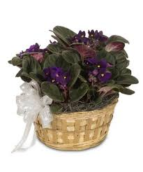african violet in a basket blooming plant
