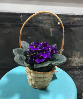 African Violet in Basket 