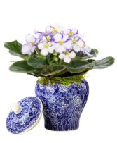 African Violet in Chinese Blue & White Vase