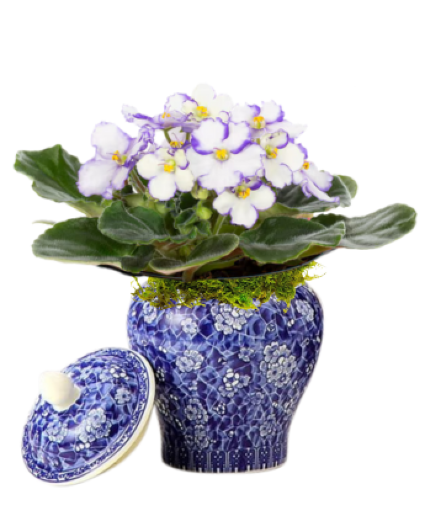 African Violet in Chinese Blue & White Vase