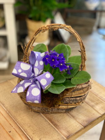 African Violet in Designer Basket  in Hermitage, TN | IN FULL BLOOM FLOWERS + GIFTS