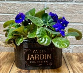 African Violet Jardin 