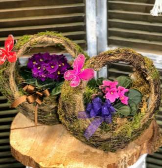 African Violet Moss Basket