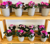 African Violet  Plant