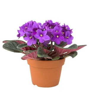 African Violet Plant 