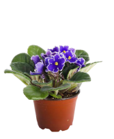 African Violet Plant