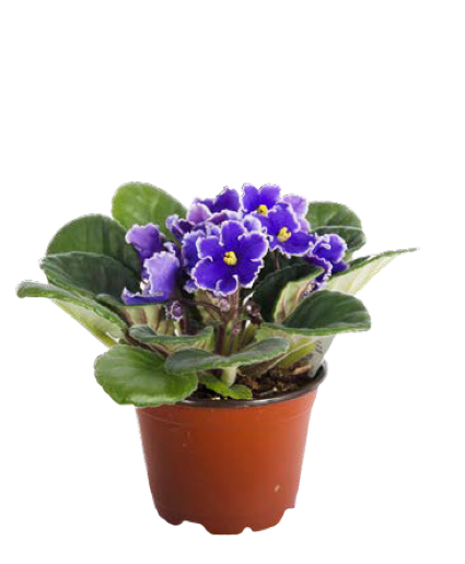 African Violet Plant
