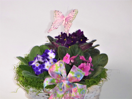  African Violet  plant basket