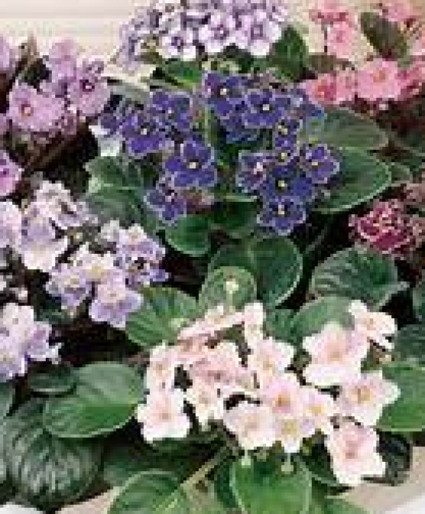 African Violet Plant