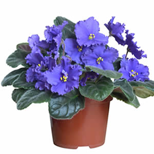 African Violet Potted Plant