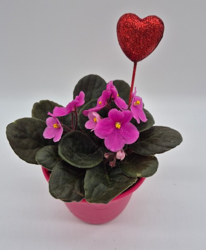 African Violet Potted Plant