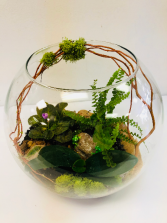 African Violet Terrarium Plant