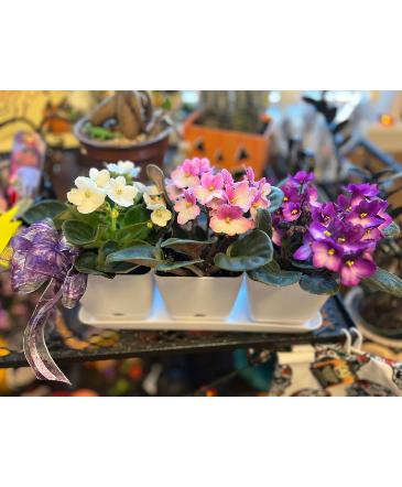 African Violet Tray House Plants in Fairview, OR | QUAD'S GARDEN - Home to Trinette's Floral