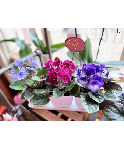African Violet Tray 