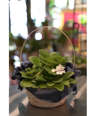 African Violet Trio Potted Basket in South Milwaukee, WI | PARKWAY FLORAL INC. African Violet Trio Potted Basket in South Milwaukee, WI | PARKWAY FLORAL INC.