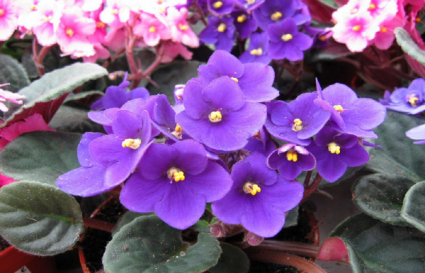 African Violets colors may vary
