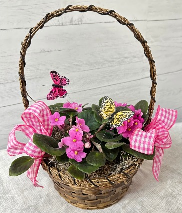 African Violets Dressed to Impress :) SPRING SPECIAL in Lewiston, ME | BLAIS FLOWERS & GARDEN CENTER