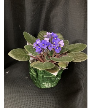 Africian Violet Plant 