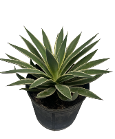 Agave Live Plant