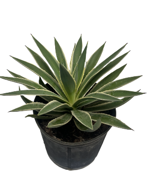 Agave Live Plant