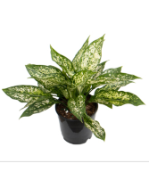 Aglaonema - Spring Snow in Basket