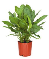 Aglaonema - BJ Freeman in Basket