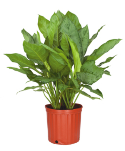 Aglaonema - BJ Freeman in Basket