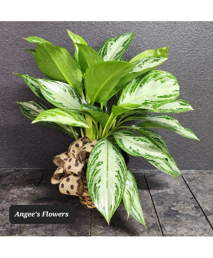 Aglaonema  Green Plant