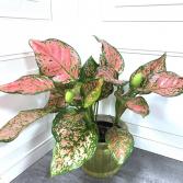 Aglaonema 'Lady Valentine