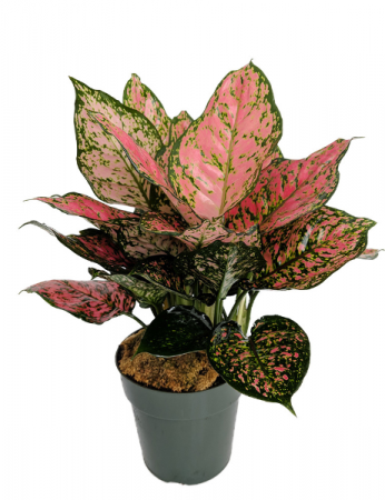 Aglaonema plant