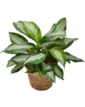 Aglaonema Silver Queen Plant 