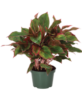 Aglaonema Siam Aurora - Chinese Evergreen in Basket
