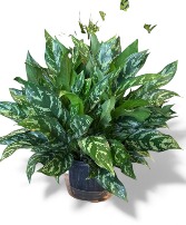 Aglaonema ‘Silver Bay’ AKA Chinese Evergreen Plant