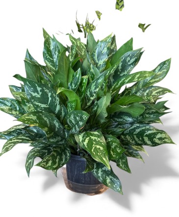 Aglaonema ‘Silver Bay’ AKA Chinese Evergreen Plant in Yorktown, VA | YORKTOWN FLOWER SHOPPE