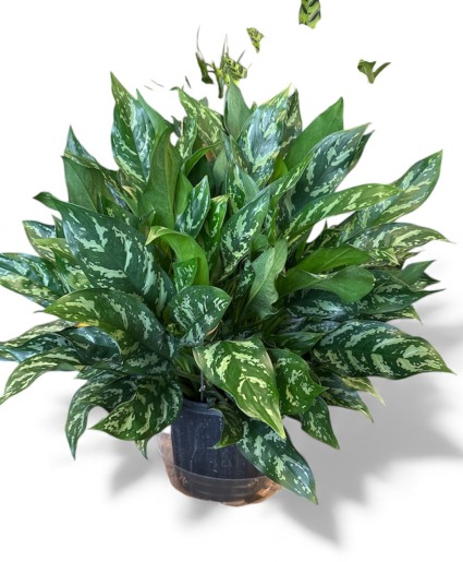 Aglaonema ‘Silver Bay’ AKA Chinese Evergreen Plant