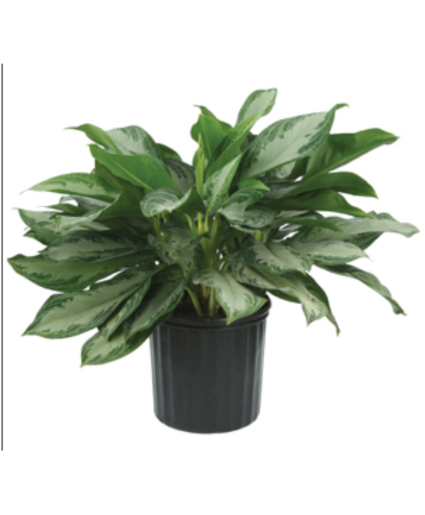 Aglaonema - Silver Bay in Basket