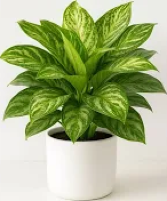 Aglaonema 'Silver Bay Plant 