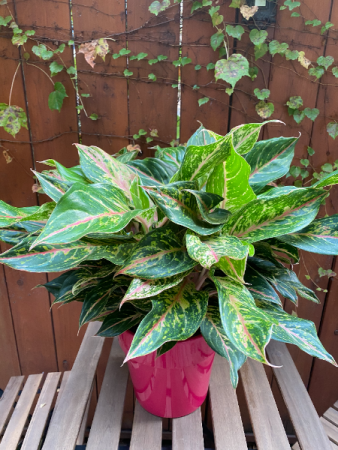 Aglonema Sparkling Sarah Plant