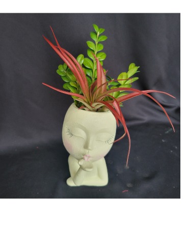Sending Kisses Always Air Plant in Longview, WA | Banda's Bouquets Sending Kisses Always Air Plant in Longview, WA | Banda's Bouquets