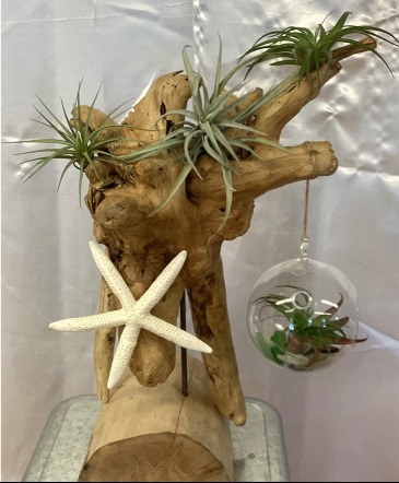 Driftwood Air Plant  in Center Moriches, NY | BOULEVARD FLORIST