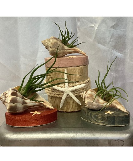 Air Plant