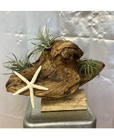 Driftwood Air Plant 