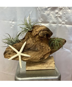 Driftwood Air Plant 