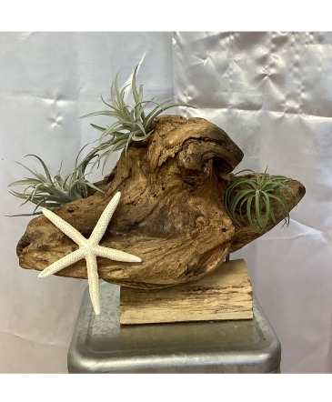 Driftwood Air Plant in Center Moriches, NY | BOULEVARD FLORIST Driftwood Air Plant in Center Moriches, NY | BOULEVARD FLORIST