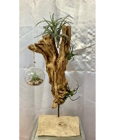 Driftwood Air Plant 
