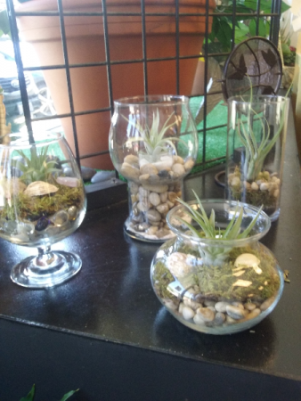 AIR PLANT BOWLS asstd shapes