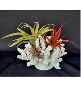 Air Plant Coral Tillandsias