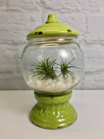 Air Plant Gumballs Terrarium
