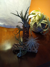 Air Plant Holder wooden receptacle