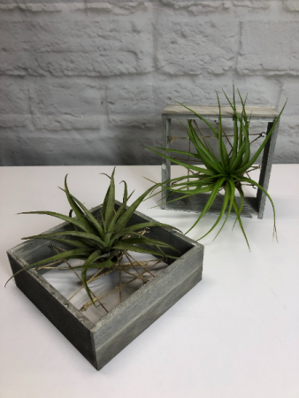 Air Plant in Grey Frame